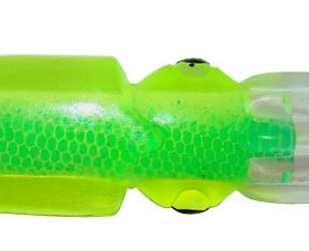 squid-10035_2.jpg