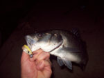 Dragon V-Lures Worm 10cm 3tem - Image 3