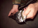 Dragon V-Lures Worm 10cm 3tem - Image 4
