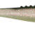 Lunatic 8.5cm 03-141 LN35S-03-141
