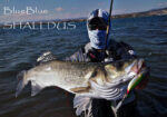 BlueBlue Shalldus 20 - Image 5