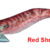 Egista RATTLE 3.0 RRRE TS-E30R-831425