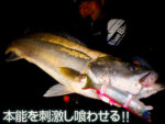 BlueBlue BORACON 150 - Image 3