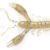 ROCK CRAW-CA35 140123-CA35