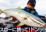 BlueBlue ARVIN 150S - Image 4