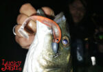 Lucky John 3D MAKORA SHAD TAIL 5" / 12.7cm - Image 5