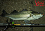 Lucky John ANIRA SEABASS WADING RODS - Image 16