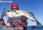 PAZDESIGN ALBATROSS 150FG - Image 8