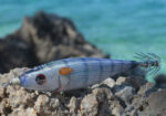 DTD BALLISTIC REAL FISH 3.0B - Image 7