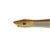 CRAZY PREY 140 honey DTD-50272-H
