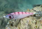 DTD PANIC FISH 2.5 - Image 5