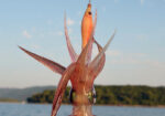DTD SOFT REAL FISH 1.5 - Image 5