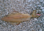 DTD SHRIMP OITA 3.0 - Image 4