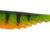 Curvy Shad 7.5cm 03 04.07.7503