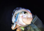 Remixon Curvy Shad 7.5cm - Image 6