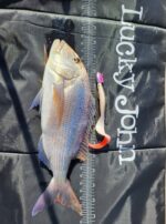 Lucky John KUBIRA FIRE TAIL 7'' 17,5cm - Image 7