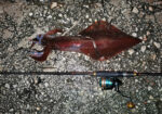 Lucky John Anira EGIRA  8΄3" Eging Rod - Image 8