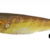 TOTO 7CM C06 RYJTTSQD06