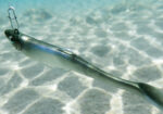 DTD PANIC SHAD 16G 120 COMBO - Image 6