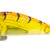 RIPPER 50s Honey Shrimp #01 RIZ-RP50S-01