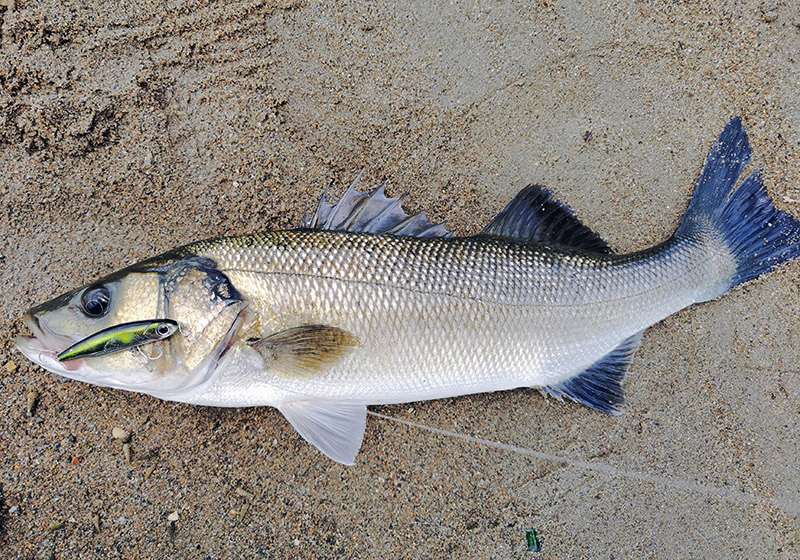 twicher 85s seabass