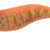 EGISTA 1,5 #2 Glow Orange TKO TS-E15-836017