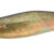 EGISTA BTB 3,0 RK Gold Aji