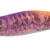 EGISTA BTB 3,0 RK Purple Firefly